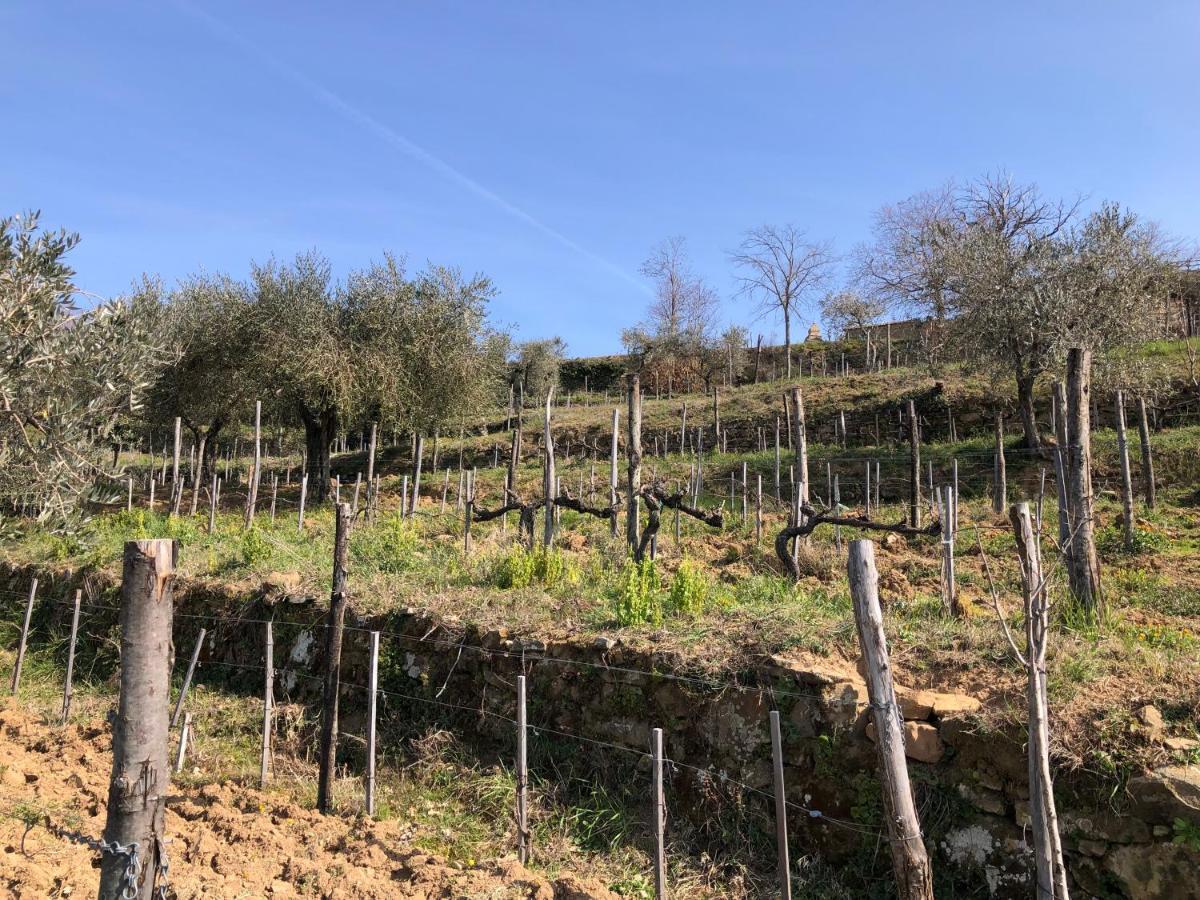 Podere Soccorso Casa Vigneto 몬탈치노 외부 사진