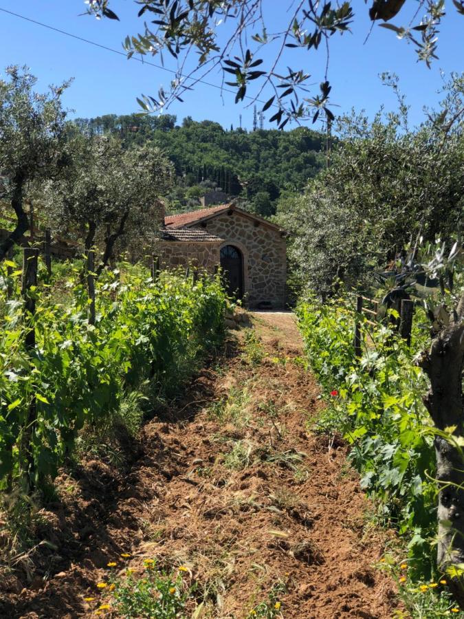 Podere Soccorso Casa Vigneto 몬탈치노 외부 사진